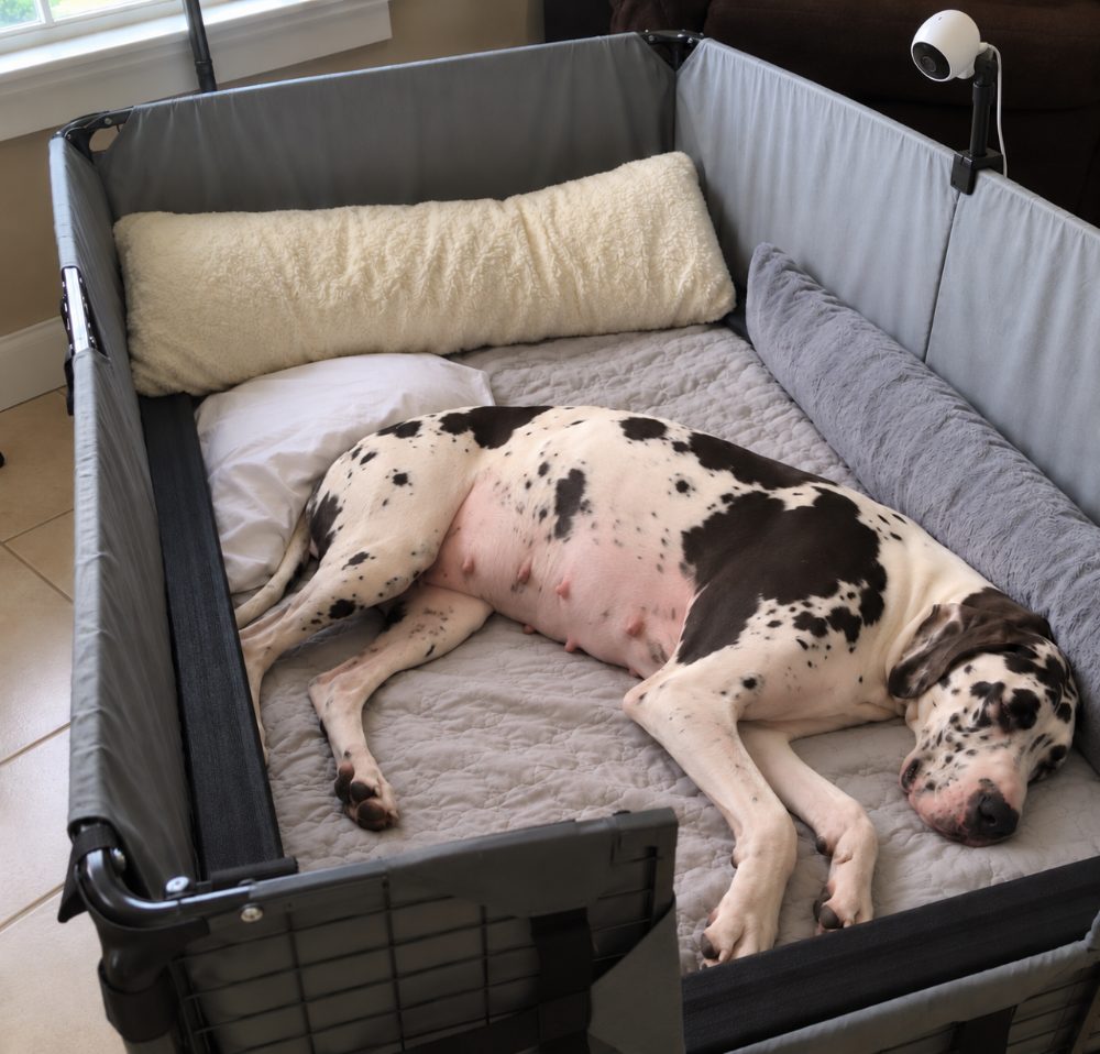 An expectant mother dog resting in a whelping box, with a small camera mounted on its corner.